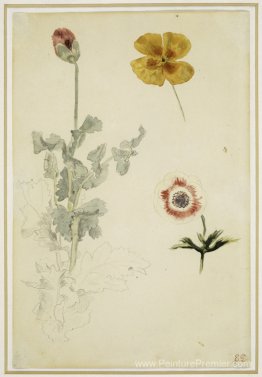 Étude des fleurs