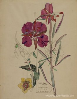 Willow Herb, Buxstead