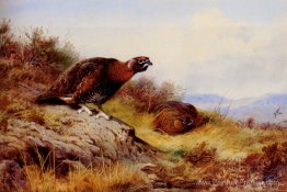 Grouse rouge sur la lande