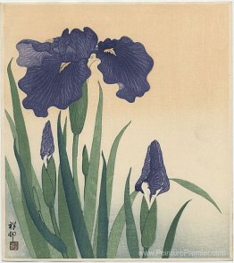 Iris à fleurs