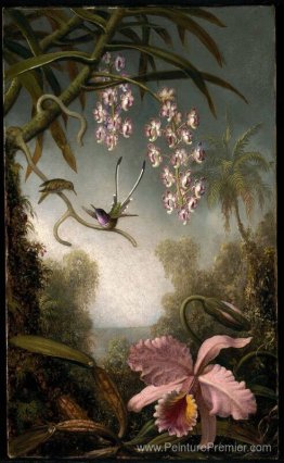 Orchidées et orchidées pulvérisées avec colibri