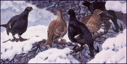 Grouse noire