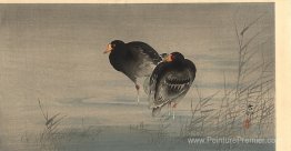 Deux gallinules dans les eaux peu profondes