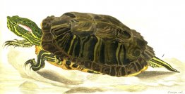 Peinture de Trachemys Scripta Elegans (Wied)