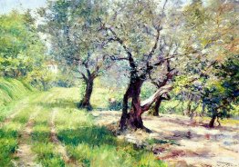 L'olive Grove