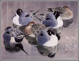 Pintails au repos