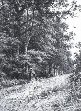 Sur la ligne de limite de la forêt