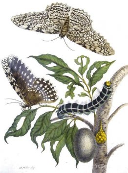 de la métamorphose insectrice surinamensium, planche xx. (Thysan