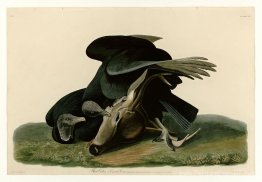 Plaque 106 Vulture noire ou corbeau de charogne