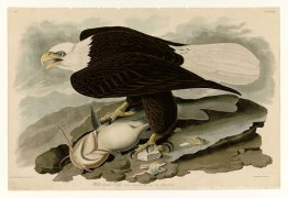 Plaque 31. Eagle à tête blanche