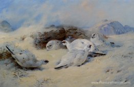 Ptarmigan cherche un abri