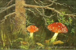 Toadstools sous l'arbre