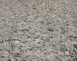 Arizona Landscape, 1945 (Gélatin Silver Photograph)