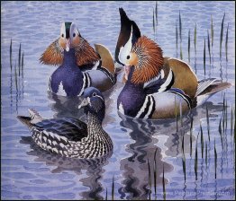 Canards mandarin