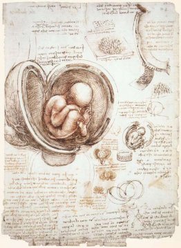 Études sur le fœtus dans l'utérus