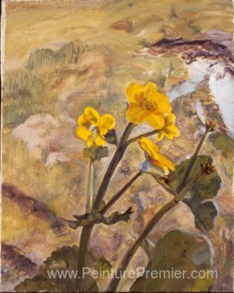 Kingcups Souvenir de Glen Artney