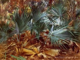 Palmettos