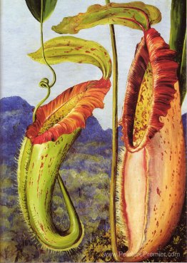 Nepenthes Northana