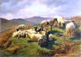 Moutons dans les hauts terres