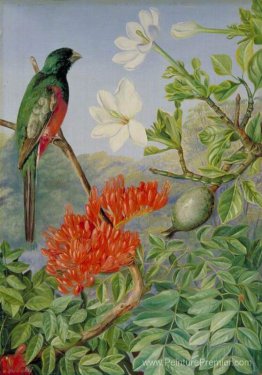 Deux arbustes à fleurs de natal et un trogon