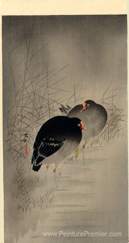 Deux gallinules