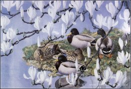 Canards colverts et magnolias