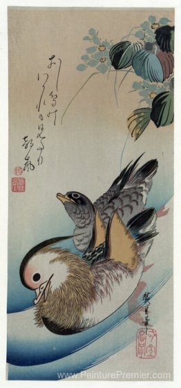 Deux canards de mandarin