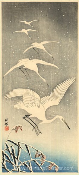 Oiseaux blancs dans la neige