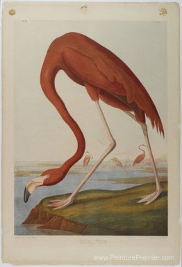 Flamingo américain