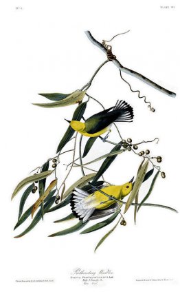 Planche 3. Paruline prothonotaire